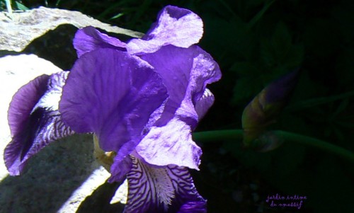 iris,jardins,